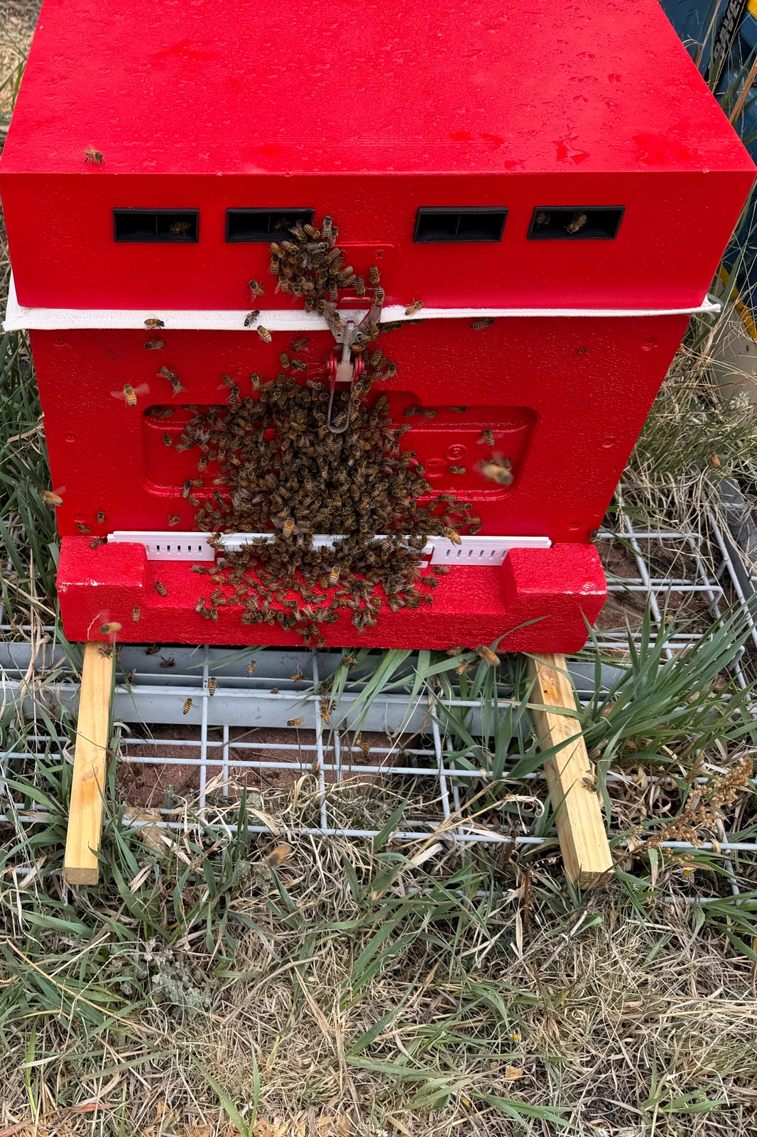 The 2026 Rollout of Circling Dragons Apiary